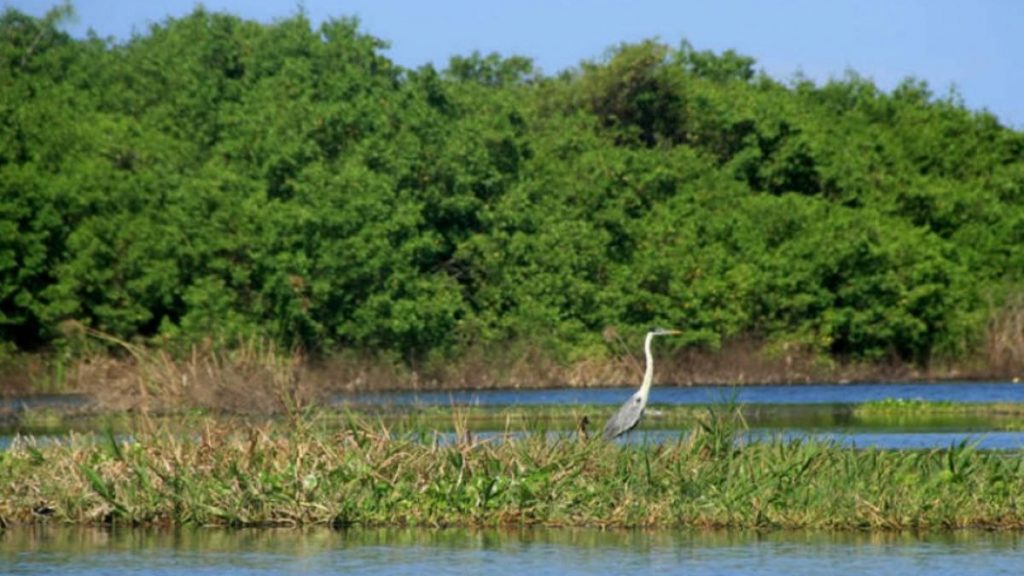 D A Mundial De Los Humedales Ci Naga Grande De Santa Marta Y Su