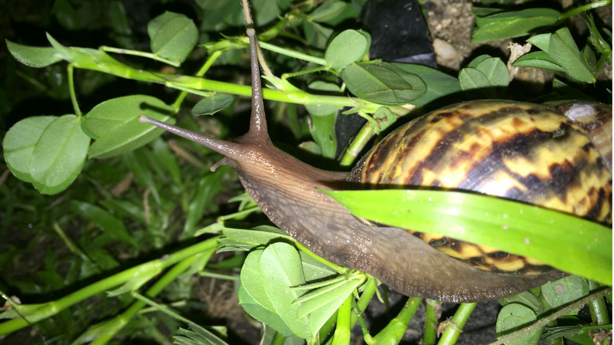 Caracol africano