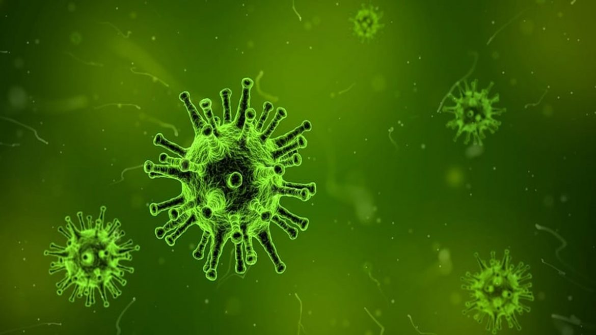 Yaravirus el misterioso virus sin genes reconocibles que científicos descubrieron en Brasil