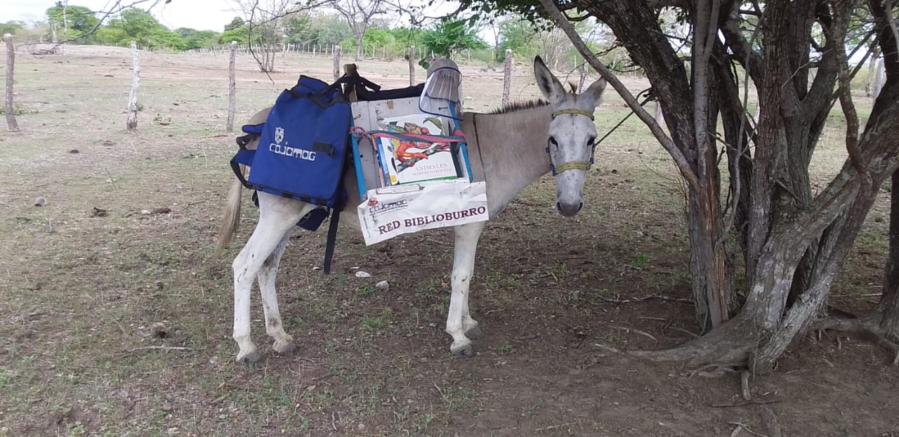 El profesor Luis Soriano Bohórquez, gestor de la Red de Biblioburros cumple 23 años impartiendo educación acompañado de sus burros Alfa y Beto.