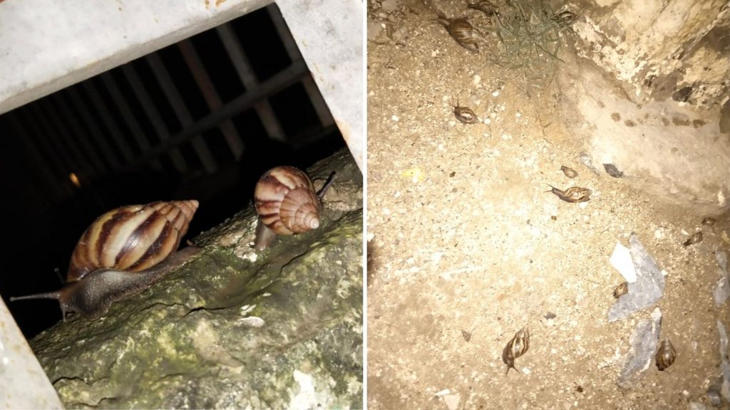 Caracoles africanos invaden El Yucal Santa Marta Al Día