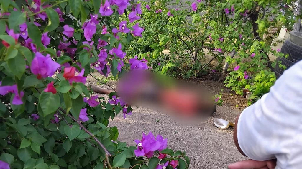 Atentado sicarial deja un hombre muerto en el barrio La Paz - Santa ...